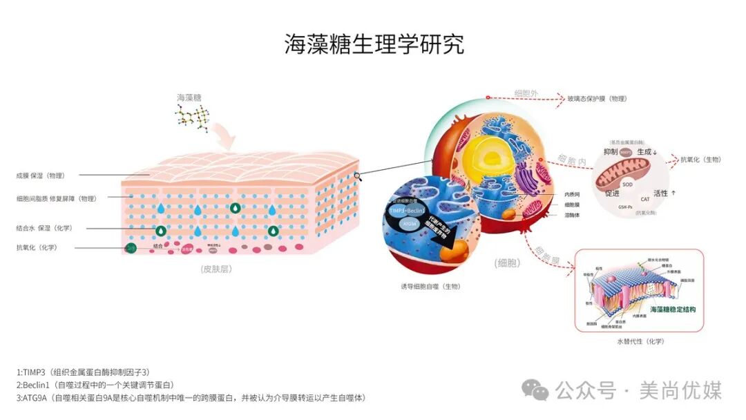臻选密码 | 海藻糖，开启细胞防护新时代！ - 内容图片 5