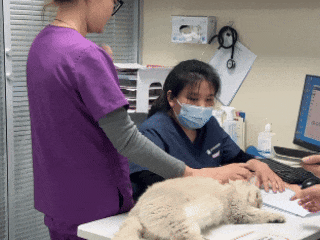 猫咪体检时间表:几岁该查什么?不同年龄段的疾病风险与检查重点 - 内容图片 6