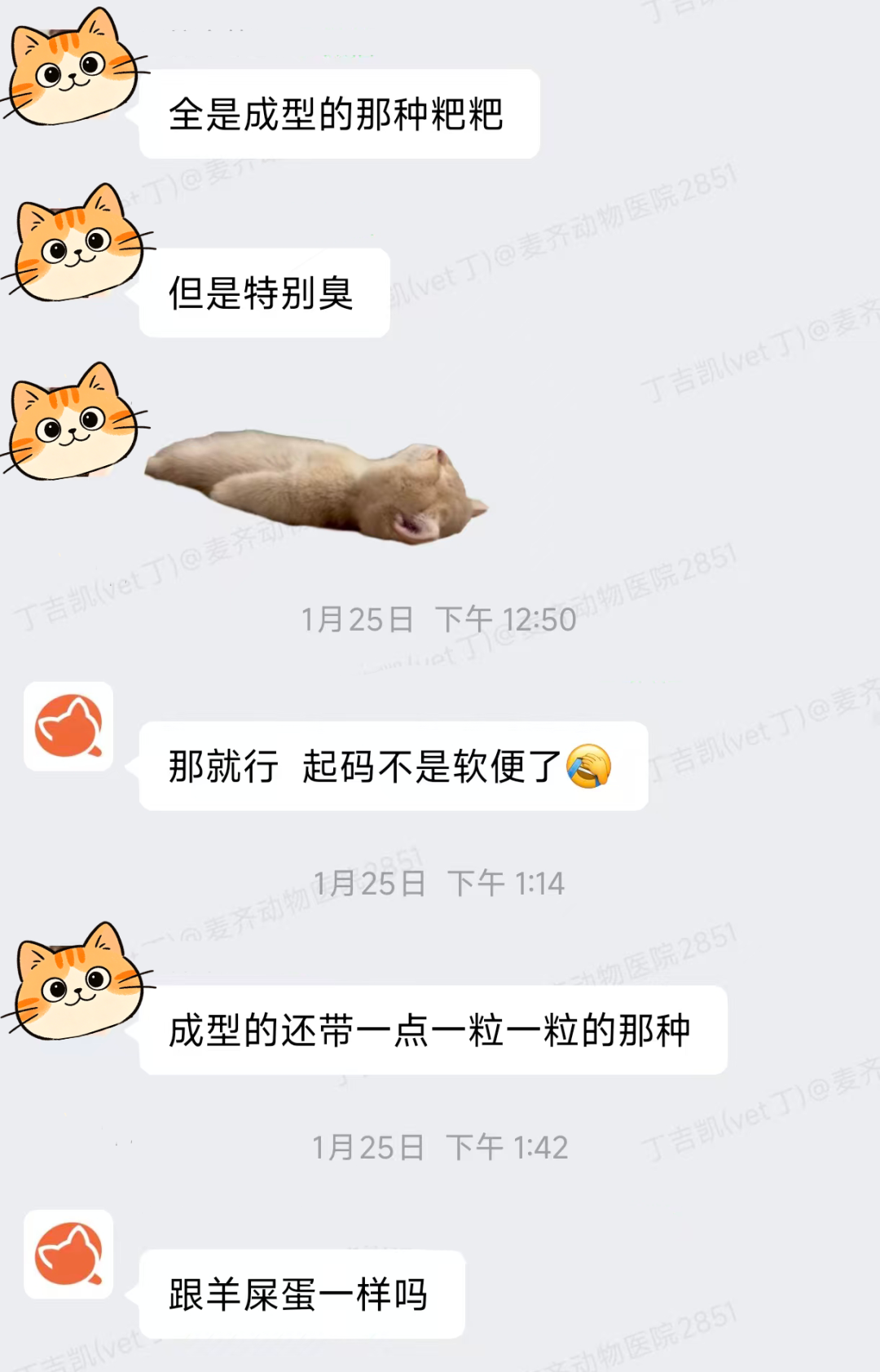 病例甄析丨幼猫腹泻2个月,久治不愈,原因竟是隐匿寄生虫 - 内容图片 5